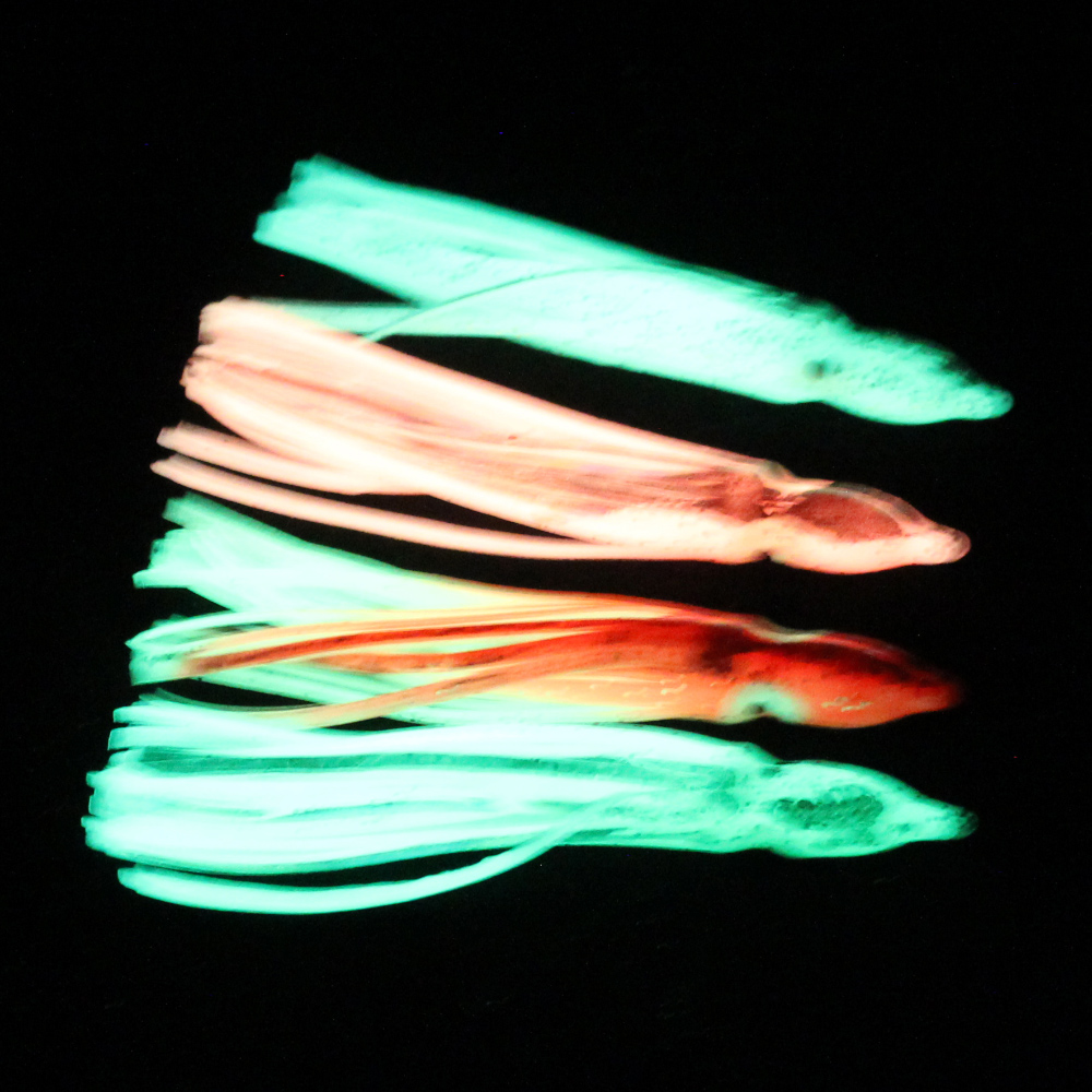10개입 부드러운 라이트 옥토퍼스 오징어 스커트 루어  - Fishing Lure Buzzbait 리뷰 및 가격